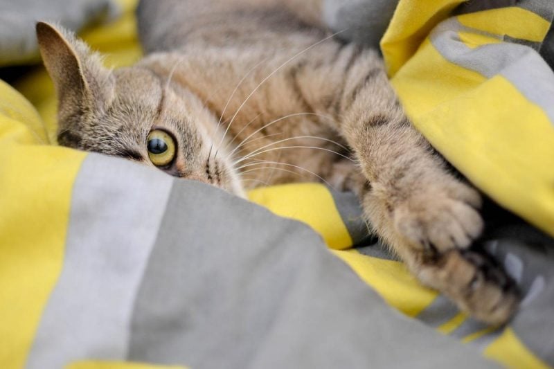 Исследователи объяснили, почему коты царапаются / фото Рixabay