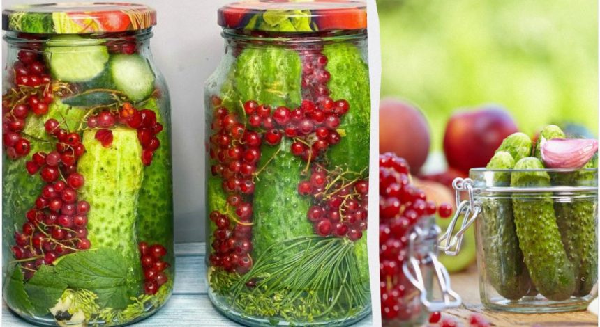Огурцы на зиму со смородиной: рецепт яркой закрутки спросят все родные