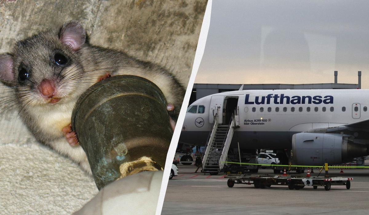 Мишеня завдало збитків компанії Lufthansa / колаж УНІАН, фото wikipedia.org Мишеня завдало збитків компанії Lufthansa / колаж УНІАН, фото wikipedia.org