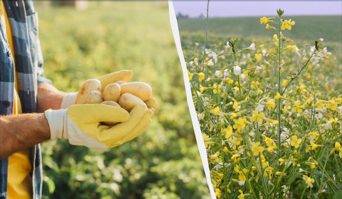 Когда сеять сидераты осенью Когда сеять сидераты осенью