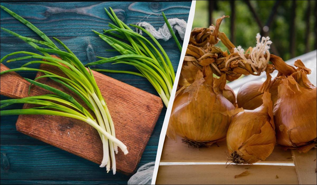 Можно ли есть проросший лук: эксперты объяснили, когда лучше не рисковать Можно ли есть проросший лук: эксперты объяснили, когда лучше не рисковать