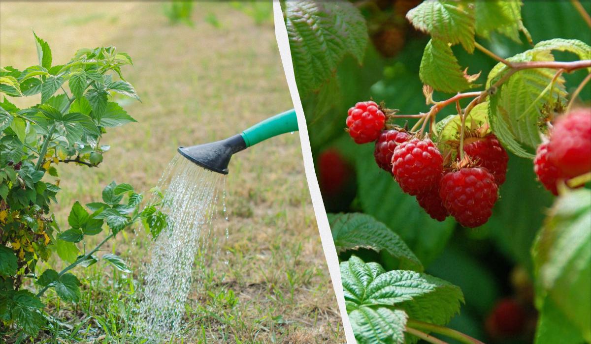 чем подкормить малину чем подкормить малину