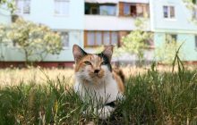 Поведение кошек может показывать истинную личность их хозяев, - исследование