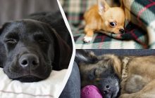 Зачахнут без хозяина: 10 пород собак, которые ненавидят оставаться в одиночестве