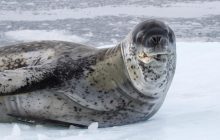 Быстрый и острозубый: украинских полярников преследовал морской леопард (видео)