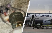 Крупнейший аэропорт Германии частично обесточил мышонок
