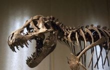 Был одним из крупнейших наземных хищников: ученые открыли новый вид рогатого динозавра