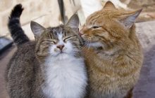 Коти можуть оплакувати смерть інших тварин - навіть собак, - дослідження