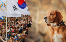 Шукає клопів: у Південній Кореї учасників Олімпіади зустрічає спеціально навчений пес