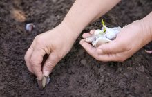 Після чого не можна садити часник на зиму: яких помилок припускаються городники