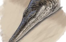 Палеонтологи обнаружили уникального дельфинообразного морского крокодила из эпохи динозавров