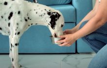 Вы и ваш любимец можете заболеть: ученые назвали главную ошибку при кормлении собак