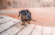 Агресія і хвороби: ветеринар назвав породи собак, які сам би не став тримати в домі