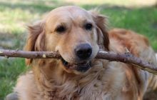 Чи справді 1 рік життя собаки дорівнює 7 людським: вчені перевірили і от що з'ясували