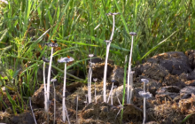 Зменшують ризик пожеж: на Одещині оселилися "латвійські" нащадки тарпанів