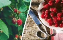 Як обрізати малину після збору врожаю: 90% дачників роблять це неправильно