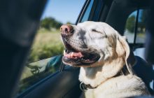 Что на самом деле любит ваша собака: кинолог назвала вещи, которые сделают питомца счастливее