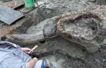 Археологи нашли останки мастодонта, череп которого выкапывали 12 дней (фото)