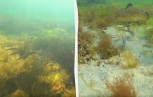 У Чорному морі відновлюється популяція риби після підриву Каховської ГЕС, але є нюанс