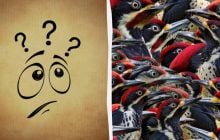 Придется попотеть, чтобы найти воробья среди дятлов за 7 секунд: интересная оптическая иллюзия