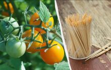 "Нужно просто воткнуть зубочистку в помидоры": зачем огородники так делают