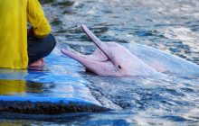 Исследователи осмотрели розовых дельфинов в Амазонии, чтобы избежать массовой гибели животных