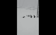 Увеличивается количество "разведчиков": к украинским полярникам неожиданно пришли пингвины (видео)