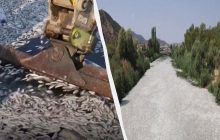 Популярный туристический порт Греции заполнили сотни тысяч мертвых рыб (видео)