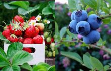 Людям за 60 років варто їсти це кілька разів на тиждень: порада дієтолога