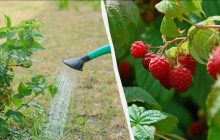 4 найкращі підживлення для малини навесні: по відру на кущ для величезного врожаю