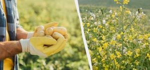 Когда сеять сидераты весной: какие выбрать под картошку, помидоры и огурцы