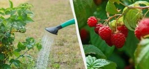 4 найкращі підживлення для малини навесні: по відру на кущ для величезного врожаю