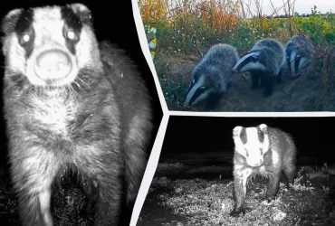 Мониторил границу и попался: ученый показал интересное животное (фото)