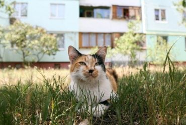 Поведінка котів може показувати справжню особистість їхніх господарів, - дослідження