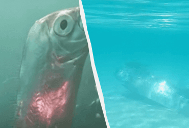 Посланник: что такое рыба судного дня и почему люди боятся ее встретить