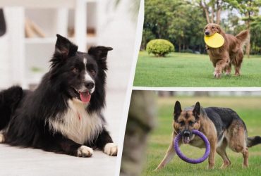 Працьовиті, як бджілки: 6 порід собак, які не люблять сидіти без діла