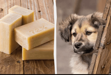 Почему говорят, что хозяйственное мыло делают из собак: что на самом деле входит в состав