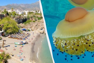 Испанские пляжи заполонили медузы-яичницы: туристов просят быть осторожными