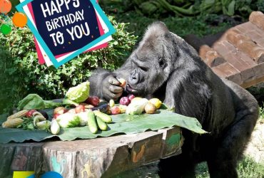 День рождения гориллы Тони