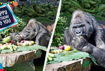 Единственной в Украине горилле исполнилось 50 лет (фото)