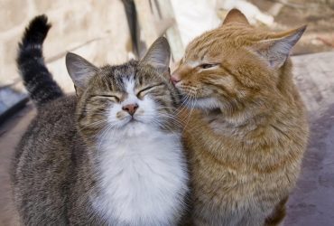 Чи дружать коти з іншими котами: експерти розповіли всю правду про характер тваринок