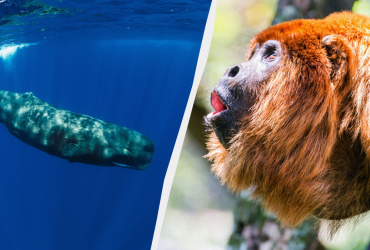 Яка найгучніша тварина у світі: відповідь вас може здивувати