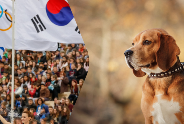 Ищет клопов: в Южной Корее участников Олимпиады встречает специально обученный пес