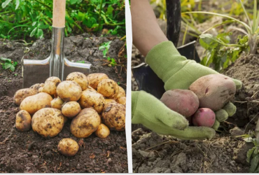 Копати картоплю потрібно в ці дати: місячний календар на серпень і вересень