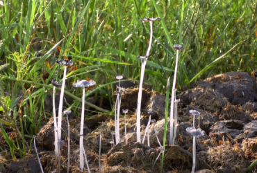 Уменьшают риск пожаров: в Одесской области поселились латвийские потомки тарпанов