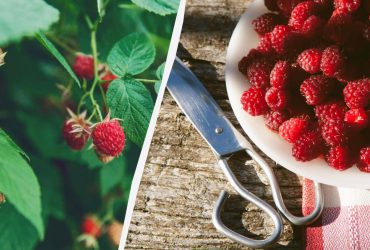 Як обрізати малину після збору врожаю: 90% дачників роблять це неправильно