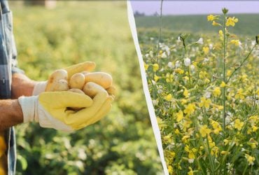 Які сидерати сіяти восени: 7 рослин для городу після картоплі та інших культур