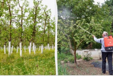 Обов'язково обприскати наприкінці літа: обробка саду після збору врожаю