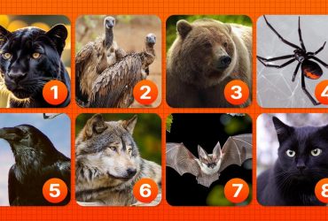 Тест на темний бік особистості: обрана тварина розкаже про вас