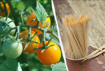 Нужно просто воткнуть зубочистку в помидоры: зачем огородники так делают